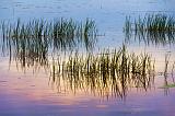 River Grass_11683